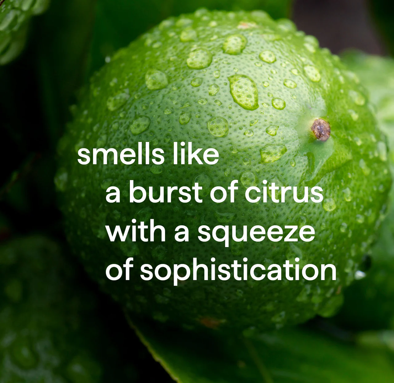 2-in-1 shampoo + conditioner - bergamot + lime, 14 fl oz 4 2-in-1 shampoo + conditioner - bergamot + lime, 14 fl oz