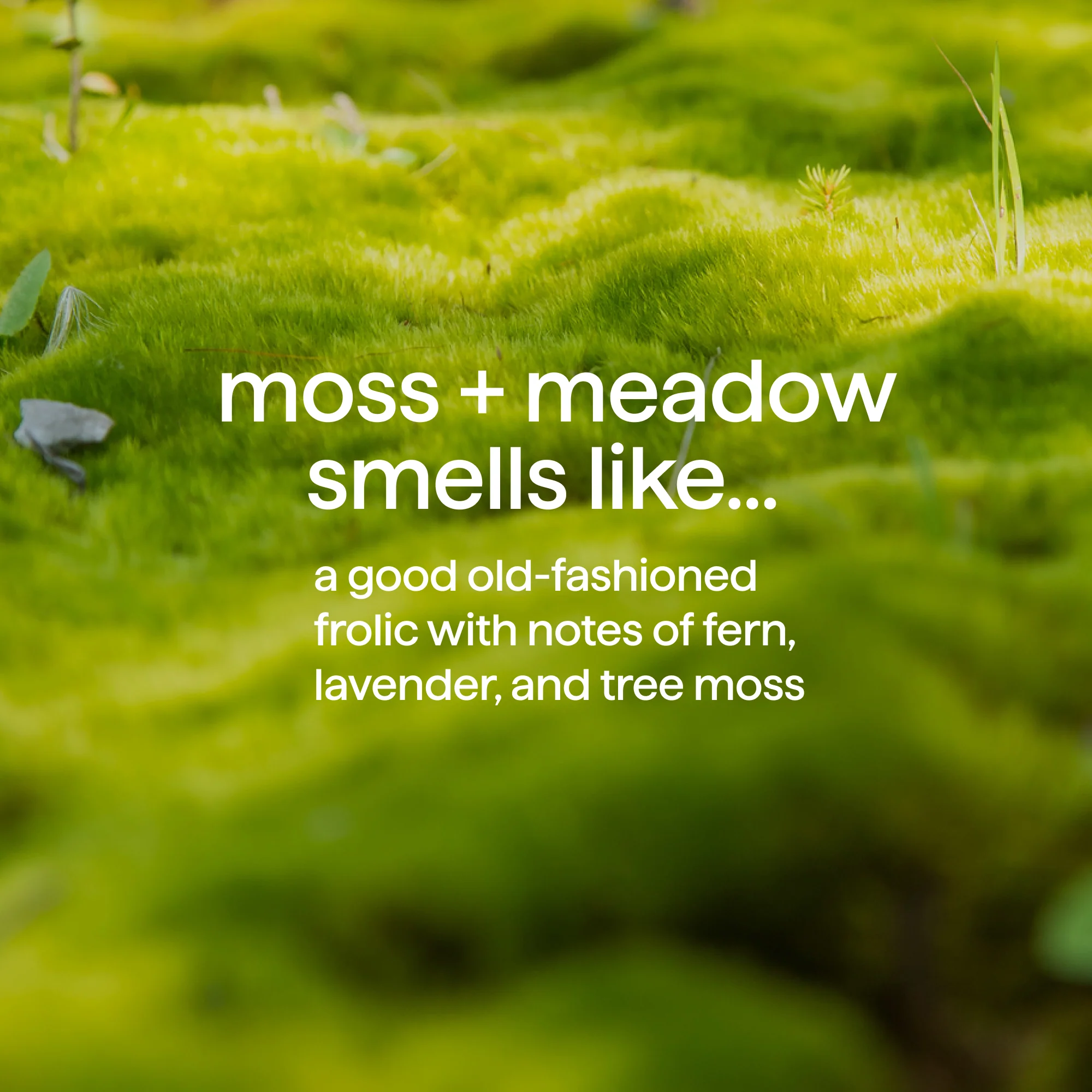 2-in-1 shampoo + conditioner - moss + meadow, 14 fl oz